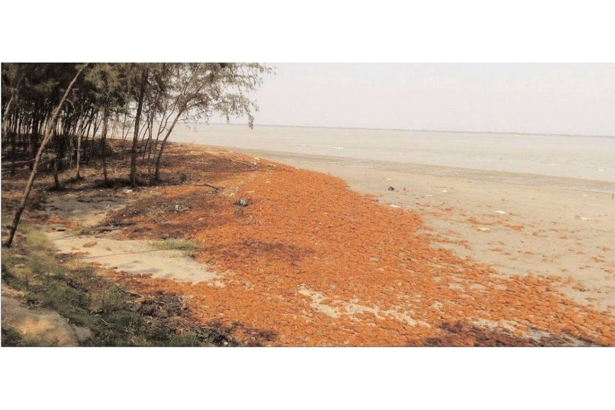 ঘরের কাছেই মৌসুনি দ্বীপ, চোখের সামনে বিস্তীর্ণ বঙ্গোপসাগর