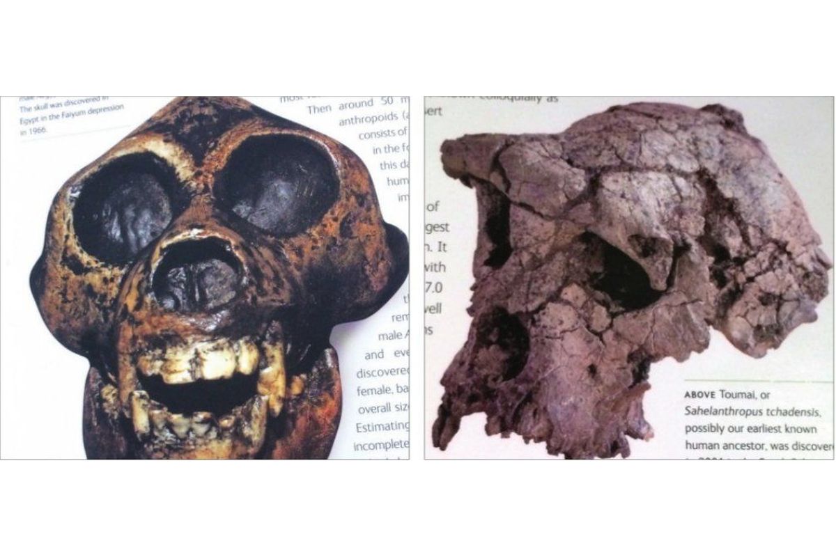 মানুষের আদি ধারা