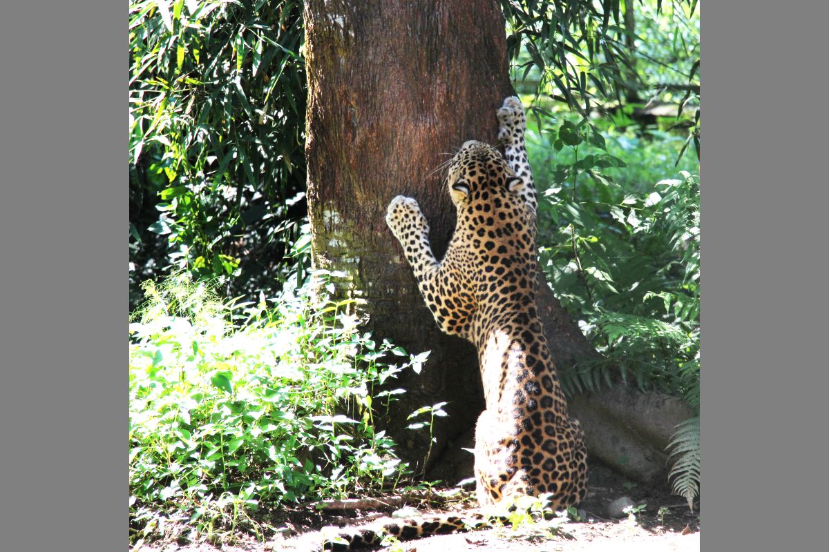 চা বাগানে ধরা পড়ল চিতা