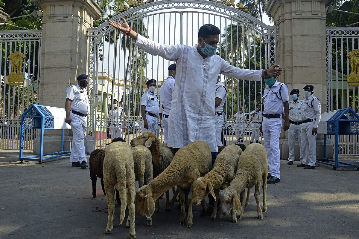 জন্মদিনে রাজ্যপালের দুয়ারে ‘ভেড়ার পাল’