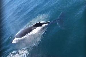 চিংড়ি ধরতে গিয়ে তিমির পেটে, তারপরেও বেঁচে ফিরলেন