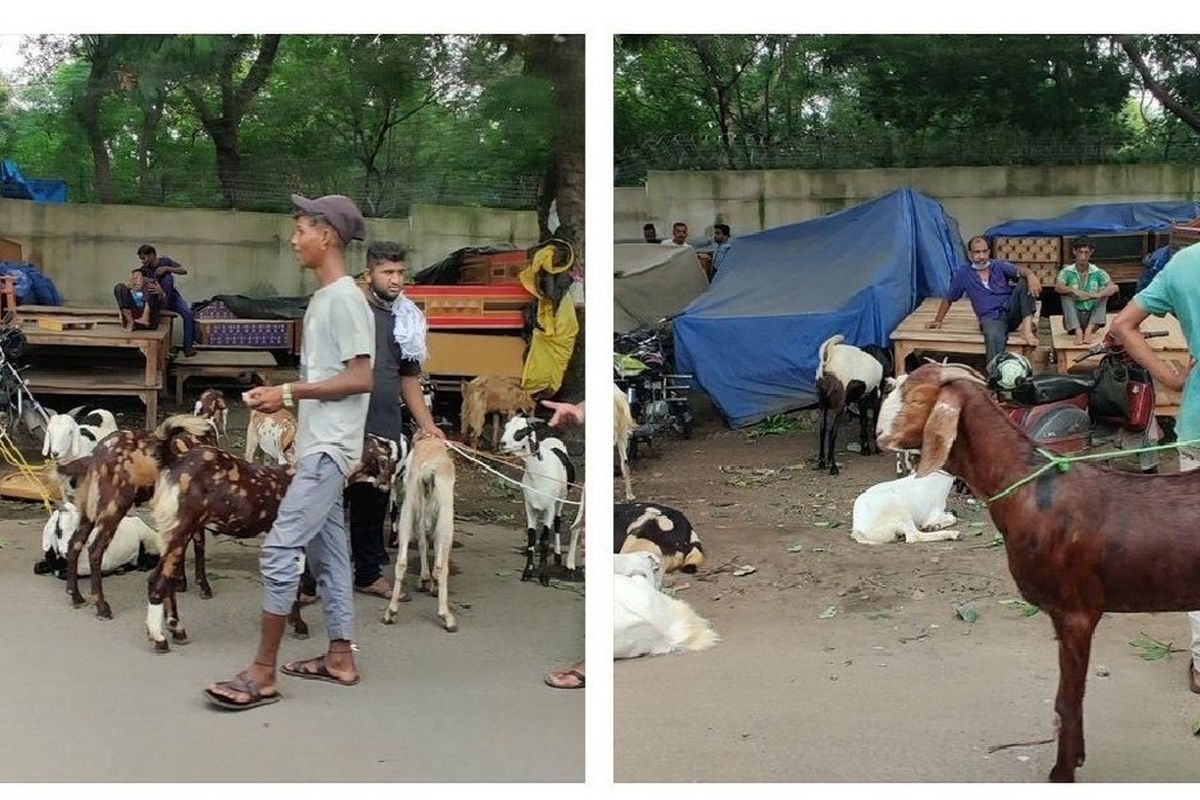 মালিক চান ১ কোটি, ইদের আগে একটি ছাগলের দাম ৫১ লক্ষ টাকা উঠলেও বিক্রি করল না মালিক 