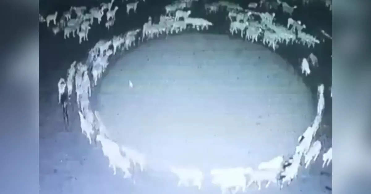 চোদ্দ দিন ধরে বৃত্তাকার পথে বনবন করে ঘুরে চলেছে ভেড়ার পাল 