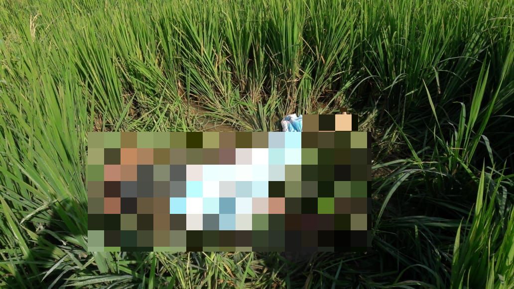 খাবারের প্রলোভন দেখিয়ে শিশু খুন ! শান্তিপুরের সর্ষেখেতে উদ্ধার বস্তাবন্দি লাশ 