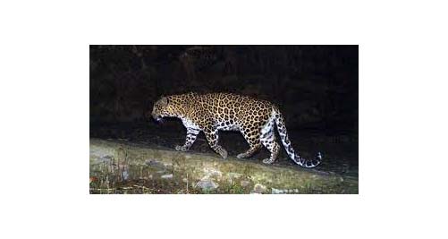 লোকালয়ে বারংবার চিতাবাঘের হানা, এক নাবালিকার মৃত্যু 