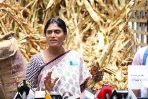 কেসিআরকে ‘জাগাতে’ ট্রাকভর্তি নষ্ট ফসল পাঠালেন শর্মিলা