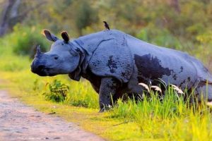 ৪০ বছর পর কাজিরাঙ্গায়  বাড়ল এক শৃঙ্গ গণ্ডার,  উচ্ছ্বসিত হিমন্ত বিশ্ব শর্মা