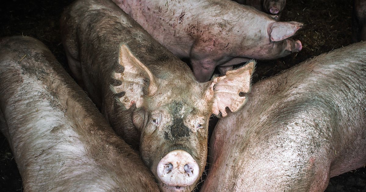 সোয়াইন-ফ্লু নিয়ে ফের সতর্কতা জারি করল বিশ্ব স্বাস্থ‌্য সংস্থা তথা ‘হু’
