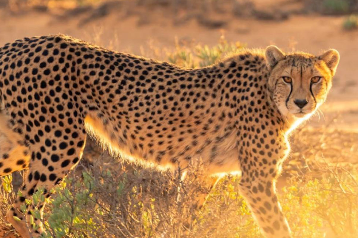 কুনোর উদ্যানে গামিনীর ভরা সংসার