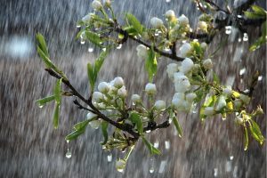 আজ বৃহস্পতি থেকে রবি, বৃষ্টিতে ভিজবে বাংলা
