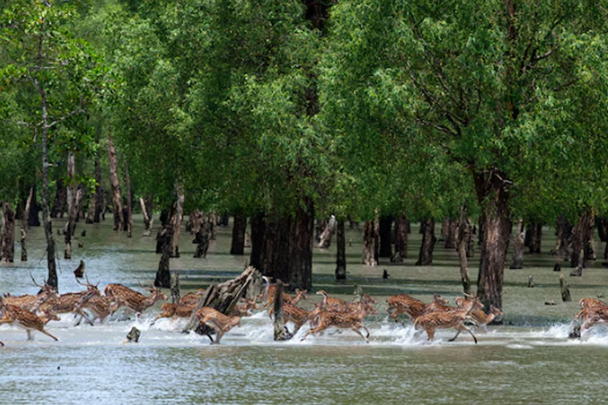 সুন্দরবনের ভবিষ্যৎ কি নিরাপদ? আলিয়া বিশ্ববিদ্যালয়ের গবেষণায় মিলল নয়া সতর্কবার্তা