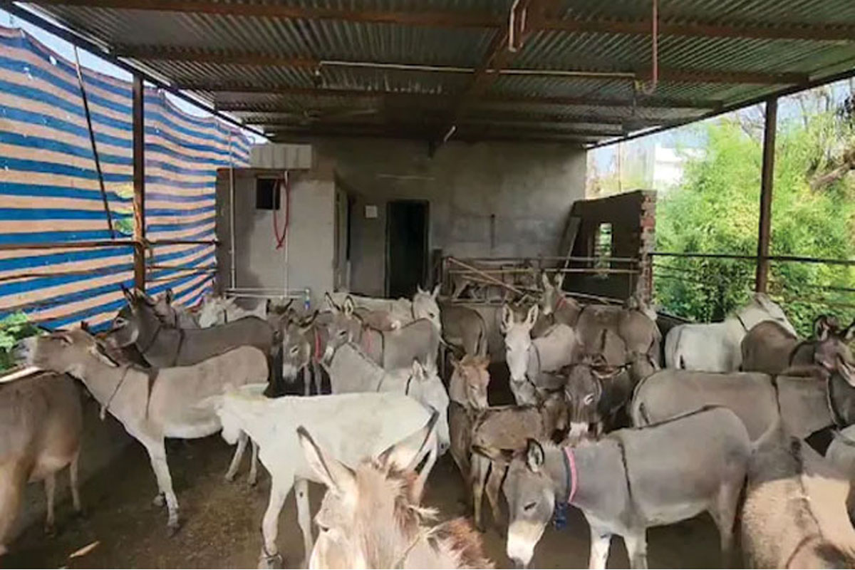 গাধার দুধ বিক্রি করে মাসে তিন লক্ষ টাকা আয় করছেন গুজরাতের যুবক