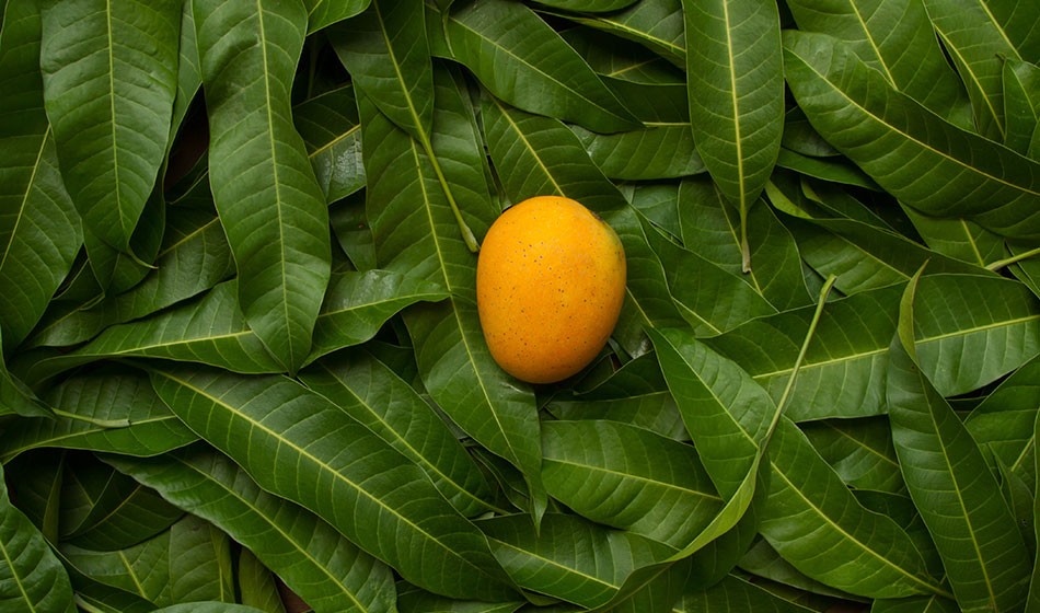 হাতের পাঁচ আম পাতা