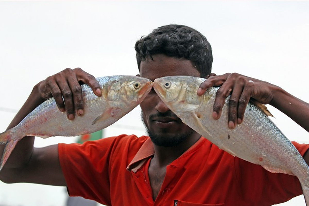 জামাইষষ্ঠীর আগে বাজারে মায়ানমারের ইলিশ