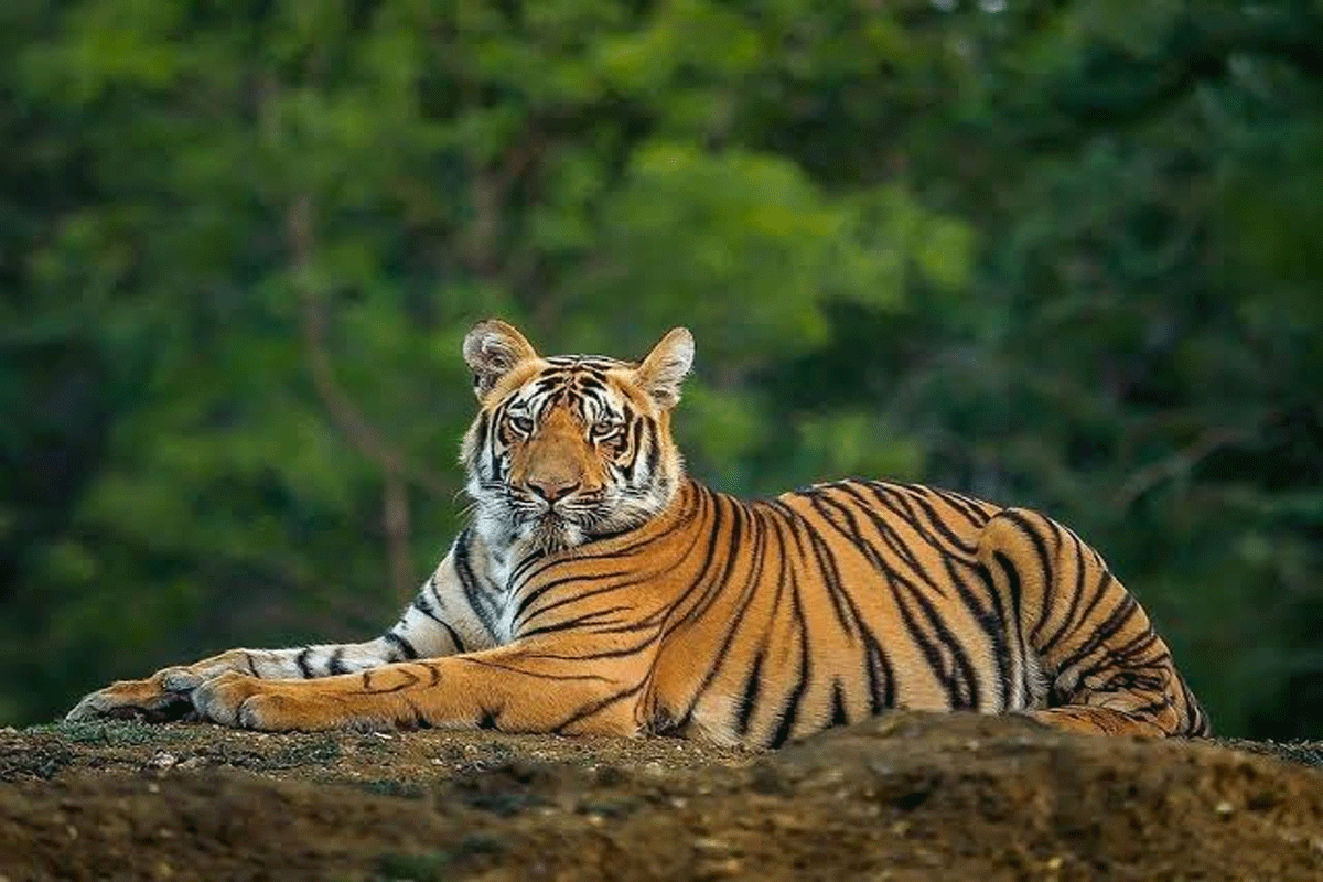 জঙ্গলে ফিরল বাঘ, স্বস্তিতে কুলতলির বাসিন্দারা