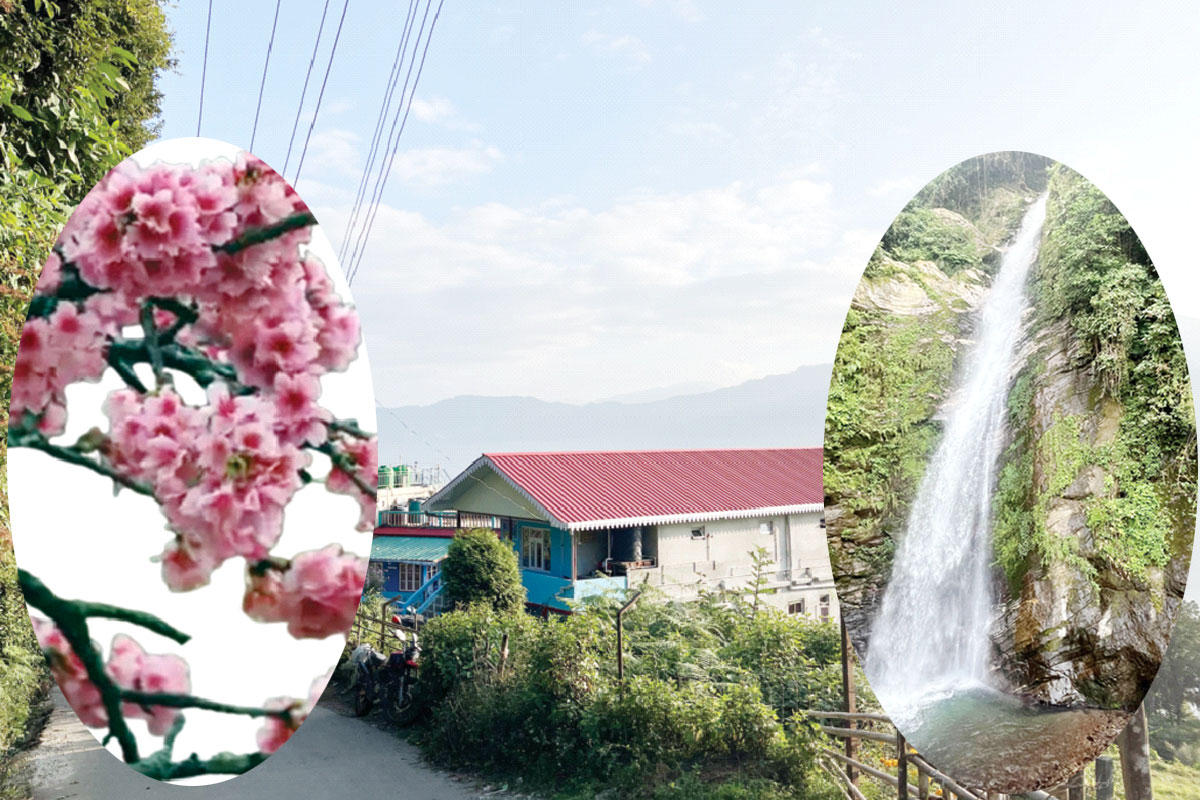 চেরি ব্লসমের মোহে