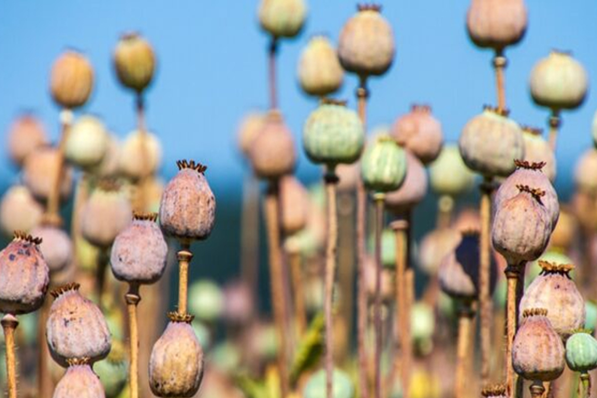 ৭ বছরে ১৯ হাজার একর আফিম নষ্ট করেছে মণিপুর সরকার