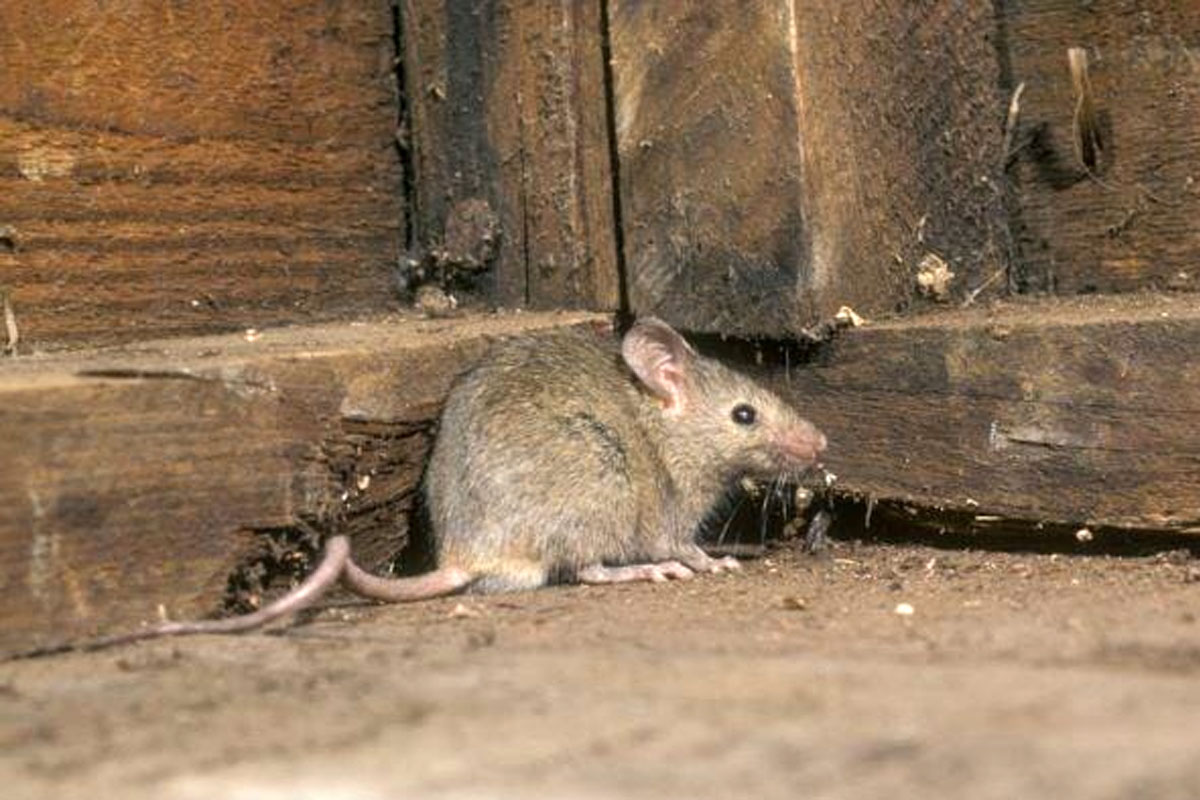 ইঁদুর আতঙ্কে মেয়রকে ফোন, বিপদজনক অবস্থায় পুরনো বাড়ি