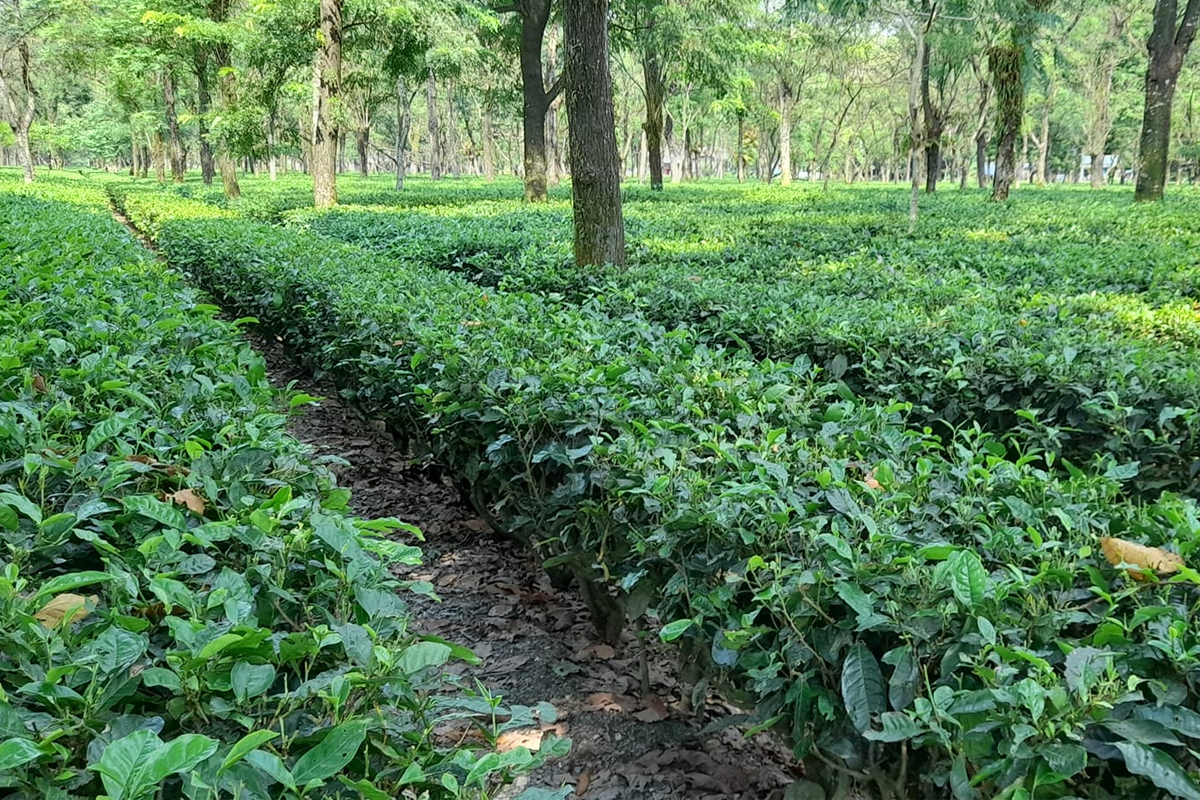 কালচিনিতে বৃদ্ধার রহস্যমৃত্যু, আটক ছেলে