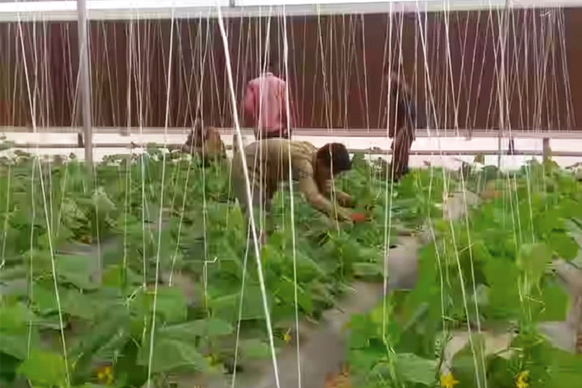 চকলেট বা ওষুধ, কোকোর ফলনে বিপ্লব বঙ্গেও 