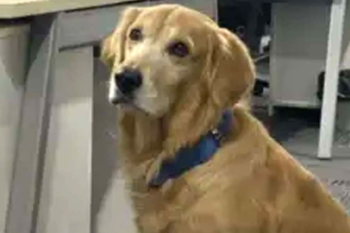 হায়দরাবাদের সংস্থায় শীর্ষপদে সারমেয়