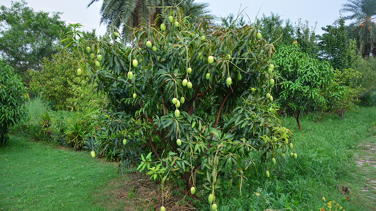আম পাড়তে গিয়ে গাছ থেকে পড়ে মৃত্যু বৃদ্ধের