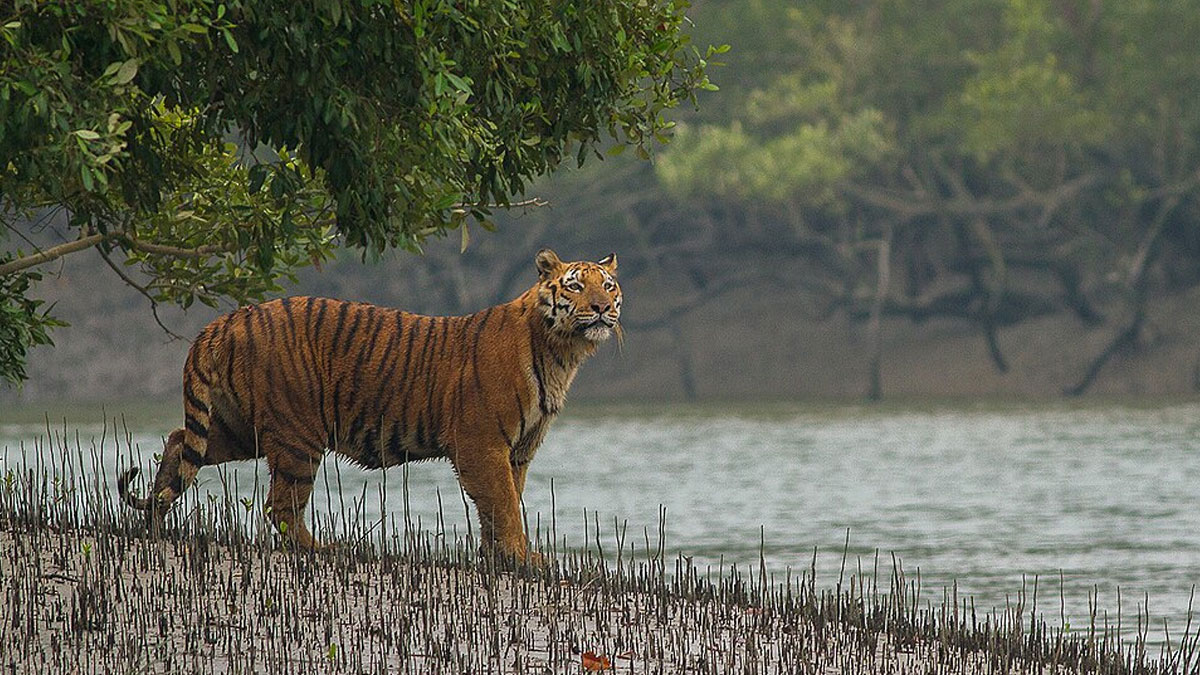 বন্যপ্রাণীদের নির্বিঘ্নে প্রজননের স্বার্থে ৩ মাস কেউ ঘুরতে যেতে পারবেন না সুন্দরবনে