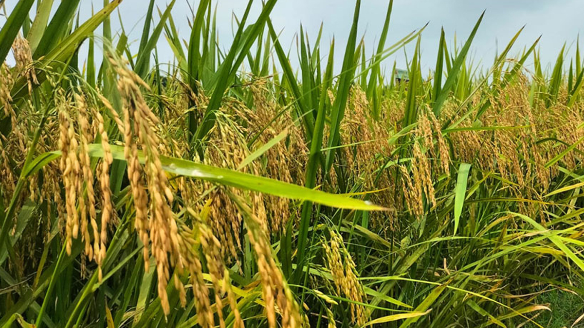 নিম্নচাপের বৃষ্টিতে খরিফের চাষে কৃষকদের স্বস্তি