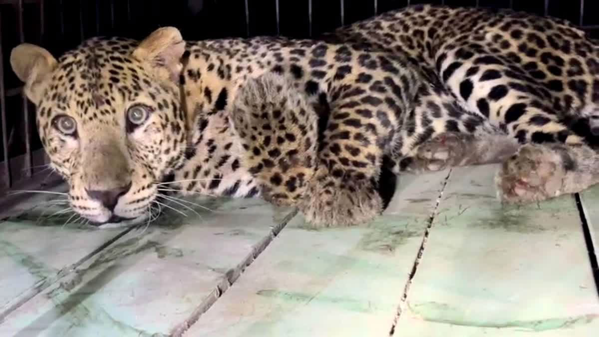 মেটেলির চা-বাগানে কুয়োয় পড়ে চিতাবাঘ, রাতভর অভিযানে উদ্ধার