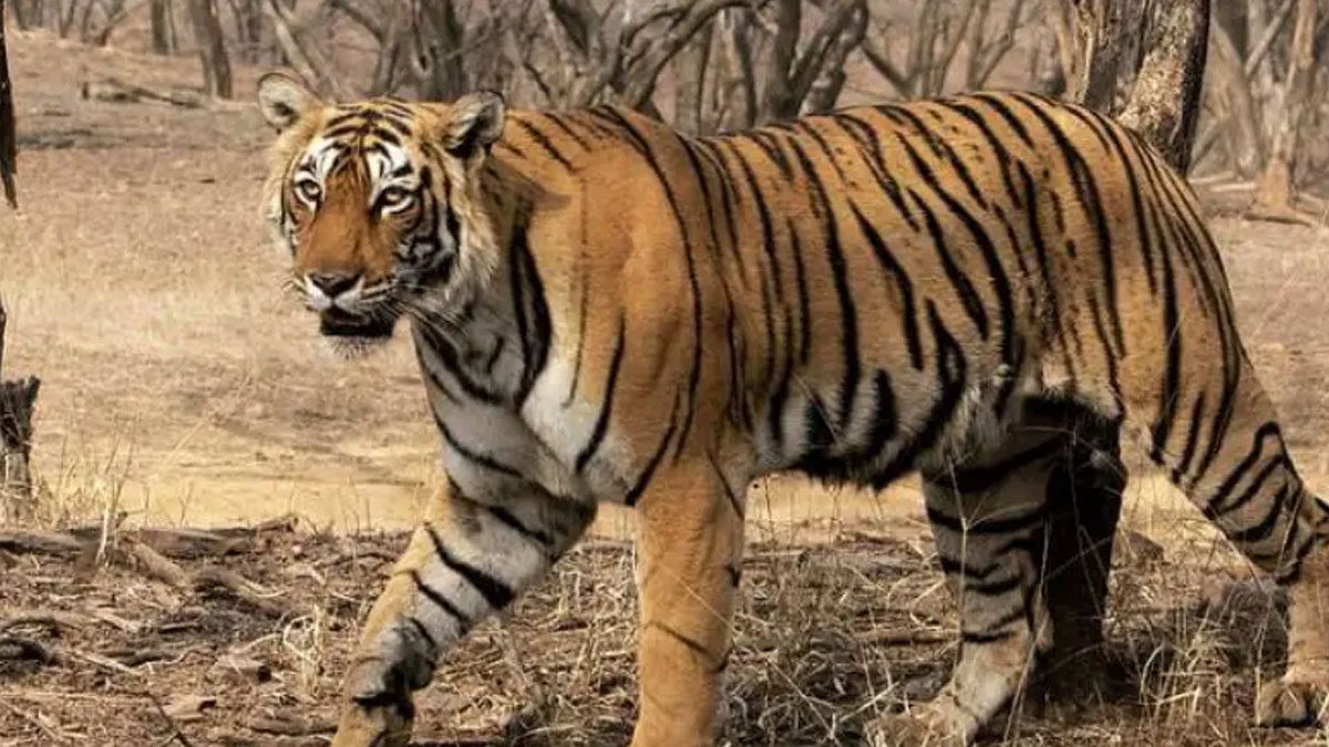ছত্তিশগড়ে তিন বছরে বাঘের সংখ্যা বেড়ে দ্বিগুণ