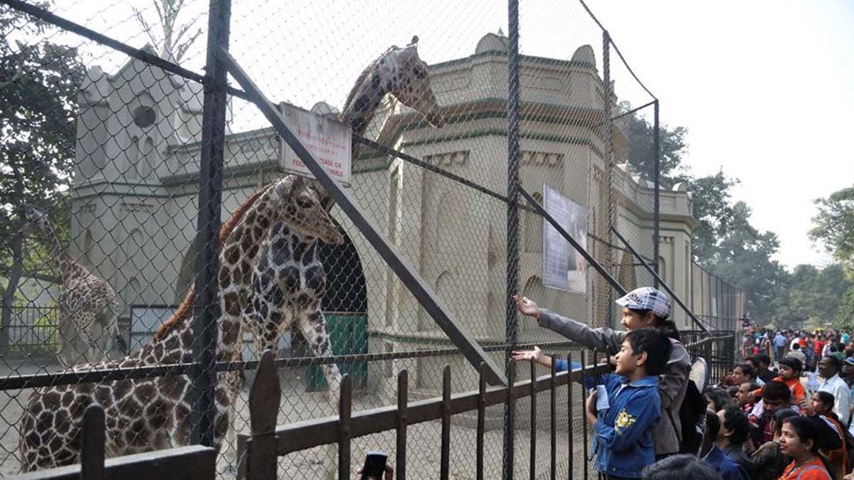 আলিপুর চিড়িয়াখানা থেকে প্রাণী গায়েবের অভিযোগ ভিত্তিহীন