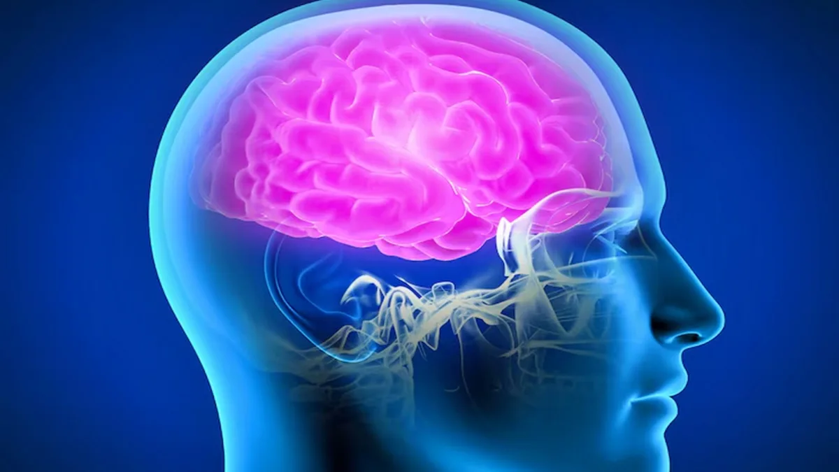 সৃজনশীলতার স্নায়বীয় রূপরেখা