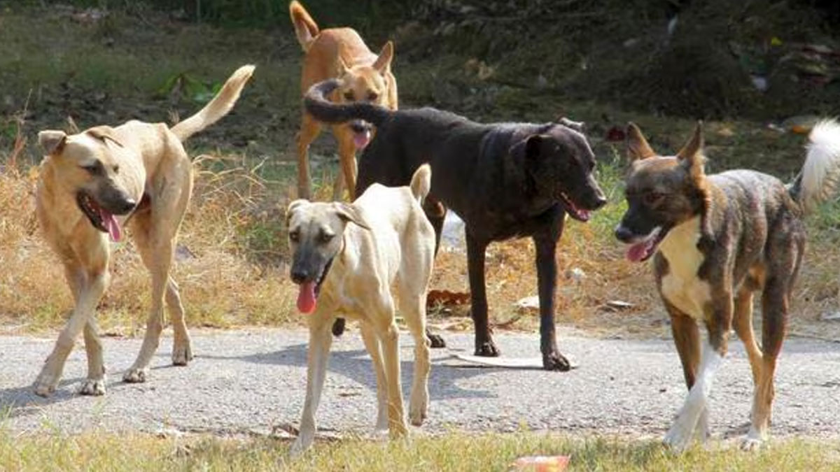 লখনউয়ে ধরা পড়ল বাইক চোরের গ্যাং, উদ্ধার ৪০ বাইক