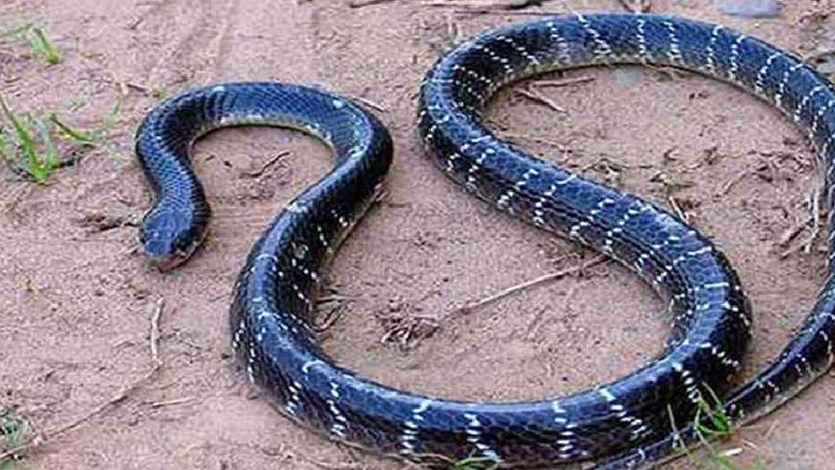 কালাচের মাথা চিবিয়ে মরা সাপের সঙ্গেই বিছানায় ঘুম মদ্যপ যুবকের!