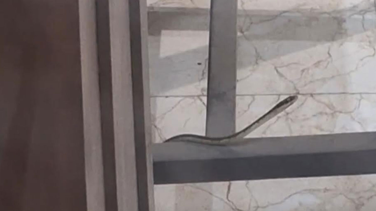 পৃথক ঘটনায় সাপের কামড়ে মৃত্যু দু’জনের