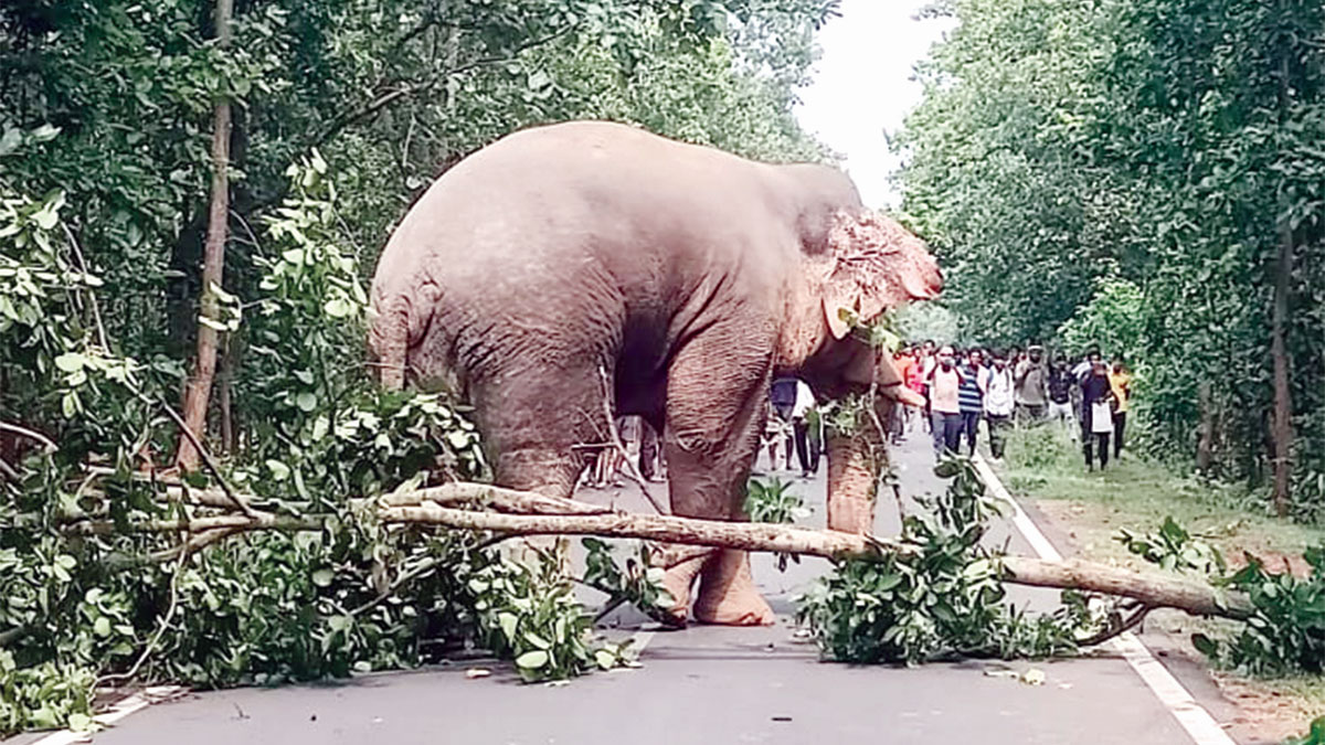 দুটি হাতির লড়াইয়ে প্রায় দু’ঘণ্টা যানবাহন চলাচল বন্ধ