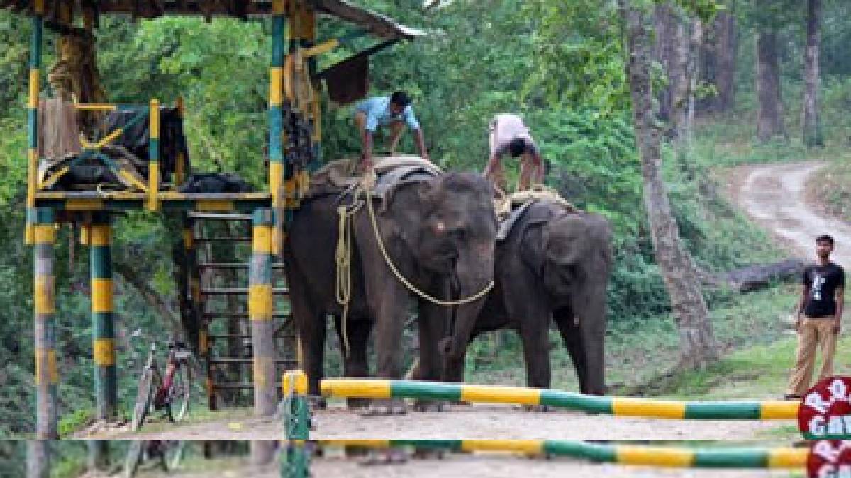 বিপর্যয়ের পর খুলে গেল জলদাপাড়া জাতীয় উদ্যানের হলং রুট, শুরু হল হাতি ও জিপসি  সাফারিও