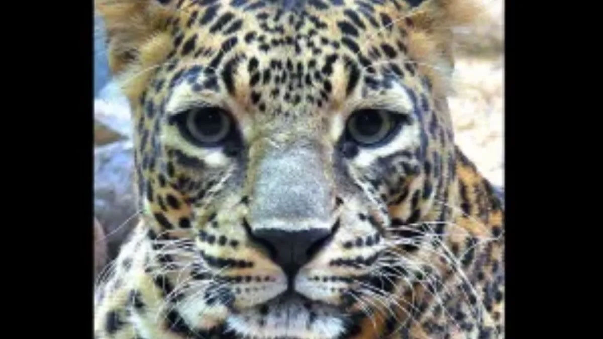 উত্তরপ্রদেশে ফের চিতাবাঘের আক্রমণ, প্রাণ হারালেন এক কৃষক