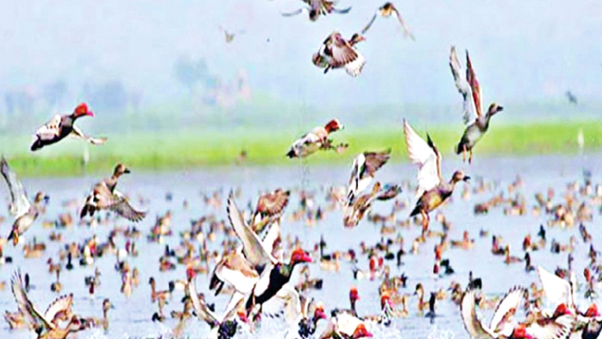 আজ পরিযায়ী পাখি দিবস