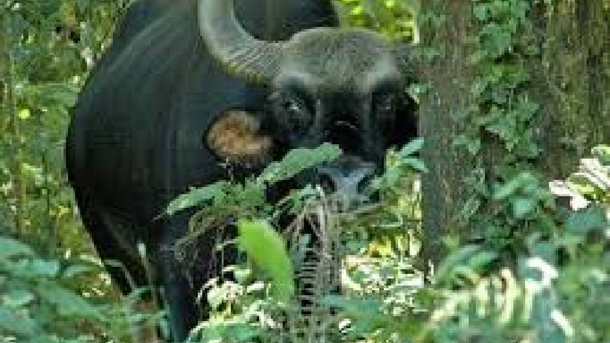 বনকর্মীদের তৎপরতায় পরিত্যক্ত কুয়ো থেকে উদ্ধার ভারতীয় বাইসন