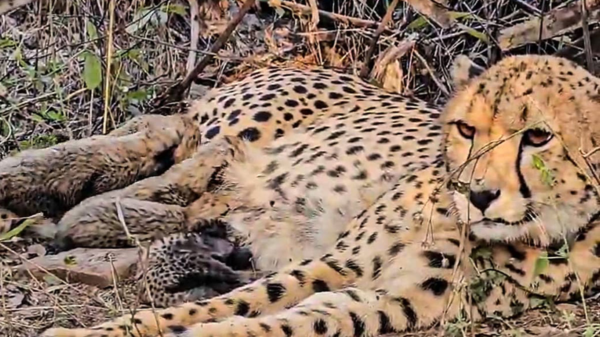 ৫ শাবকের জন্ম দিল কুনোর চিতা মুখি