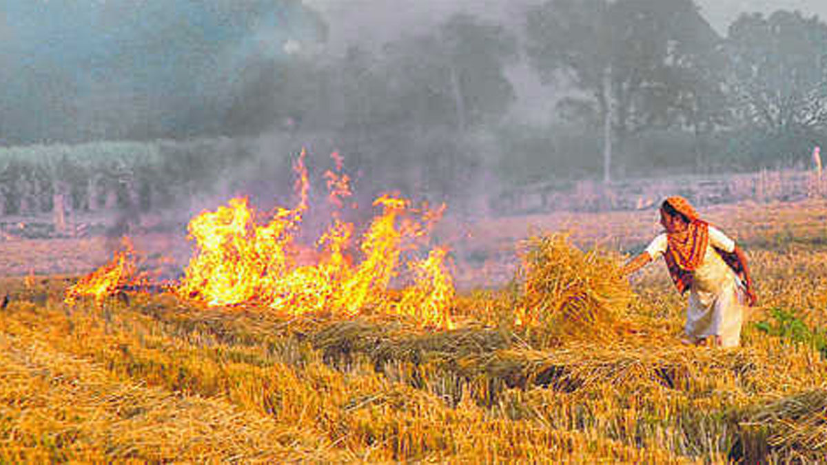 নাড়া পোড়া চাষির কাছে শাঁখের করাত