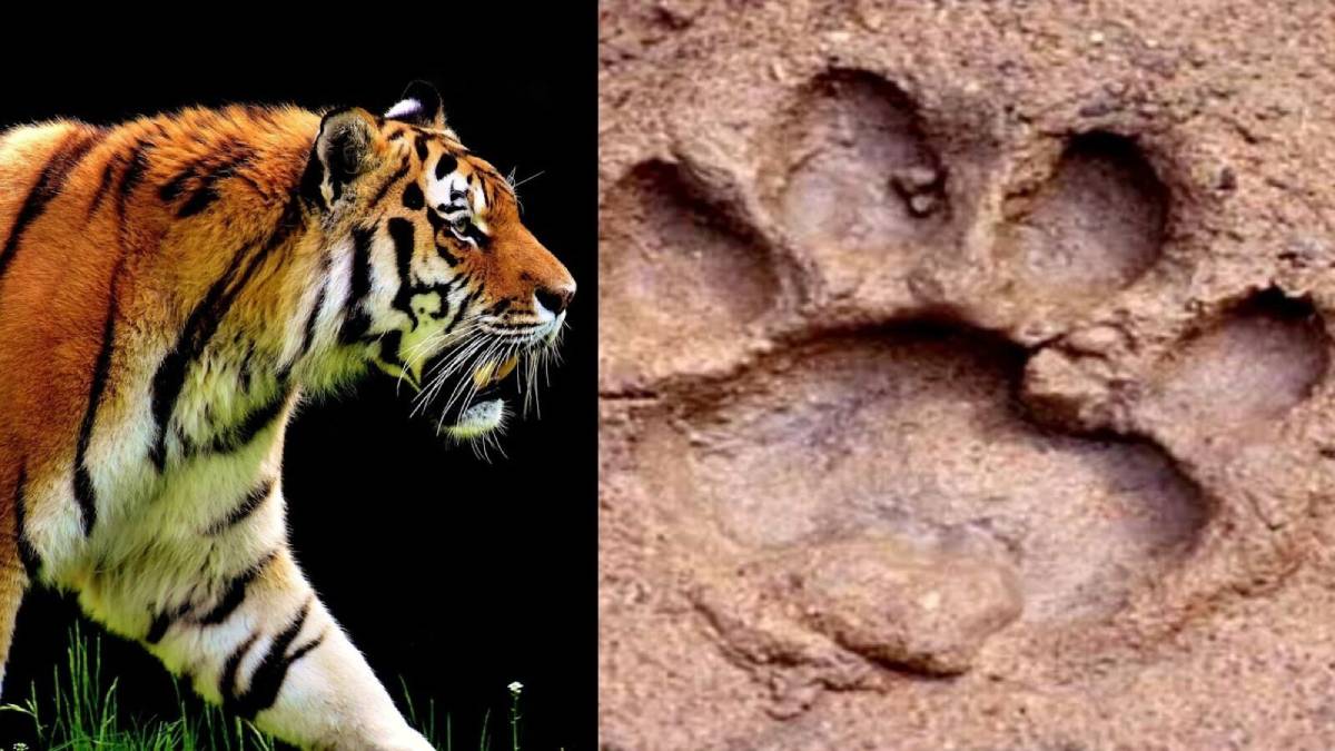 মৈপীঠে ফের মিলল বাঘের পায়ের ছাপ, আতঙ্কিত গ্রামবাসী