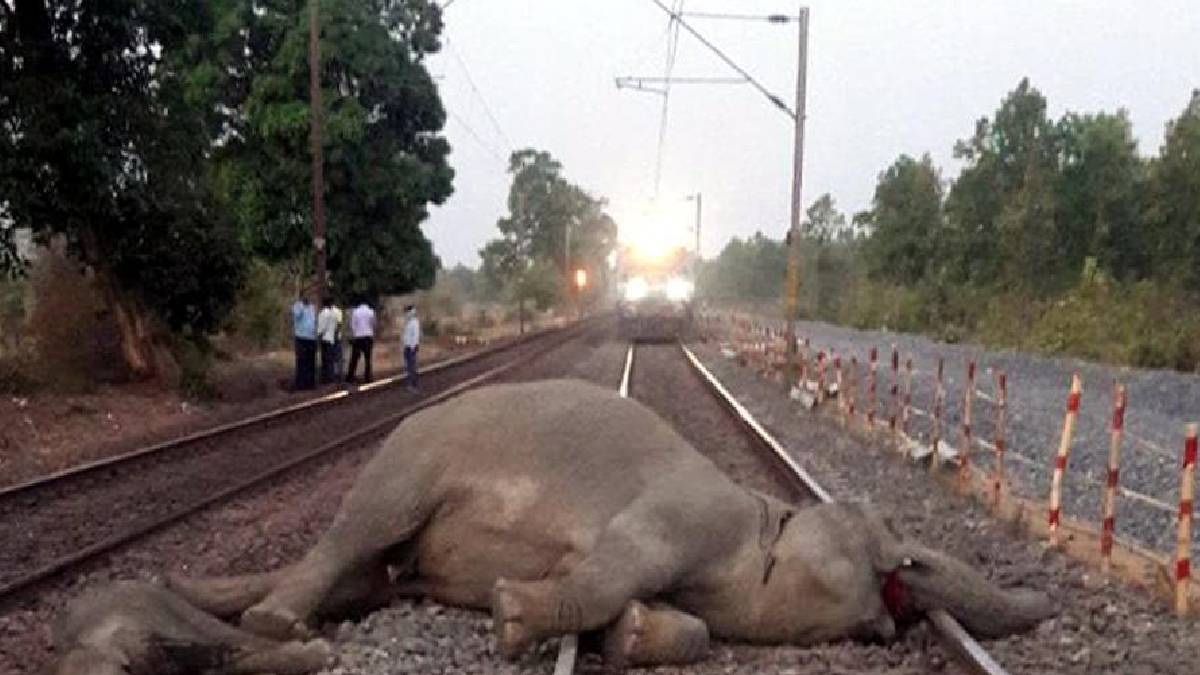 আসামে রাজধানী এক্সপ্রসের ধাক্কায় আট হাতির মৃত্যু