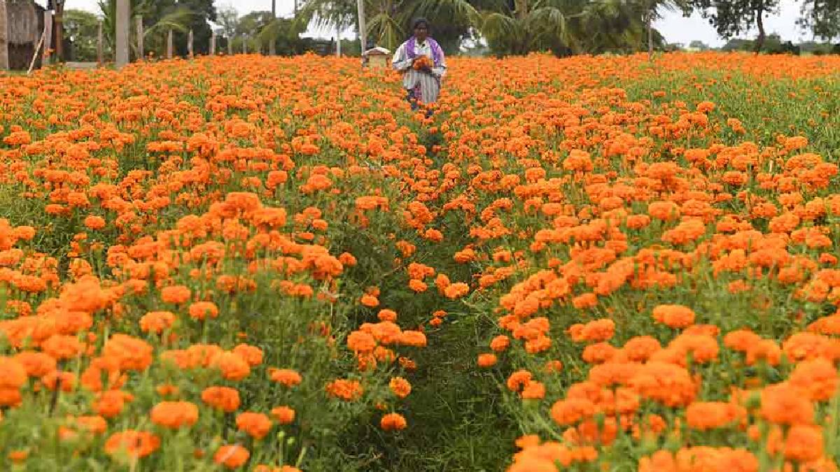 বাংলায় কথা ‘অভিযোগে’ ওড়িশায় হেনস্থা ফুলচাষিদের