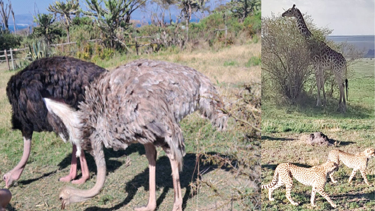 কেনিয়া সফর