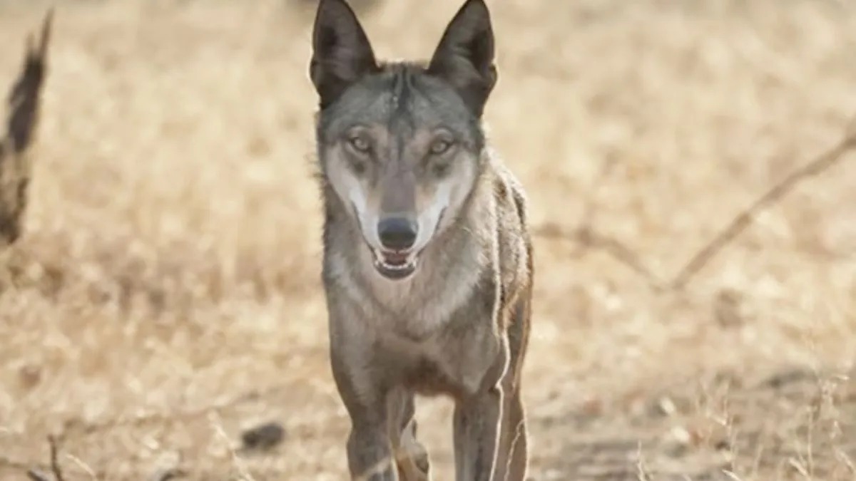 বিপন্ন প্রজাতির নেকড়ের সন্ধানে  বর্ধমানের জঙ্গলমহলে শুরু গণনার কাজ