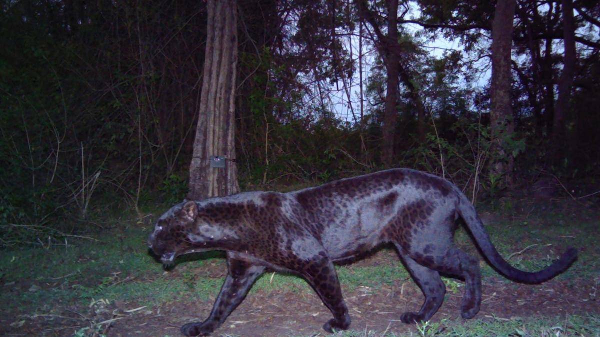 কার্শিয়াঙের জঙ্গলে জোড়া কালো চিতাবাঘ, ধরা পড়ল ট্র্যাপ ক্যামেরায়