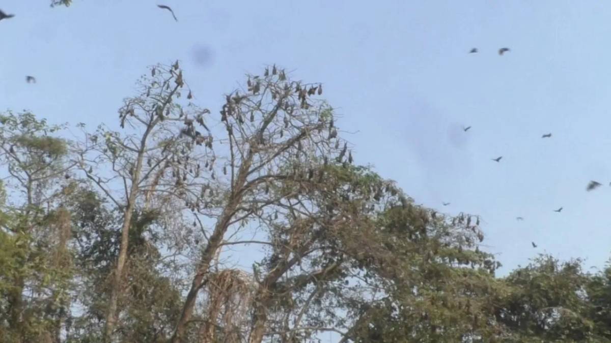 নিপার আতঙ্কেও অটুট মানুষ–প্রাণী সহাবস্থান