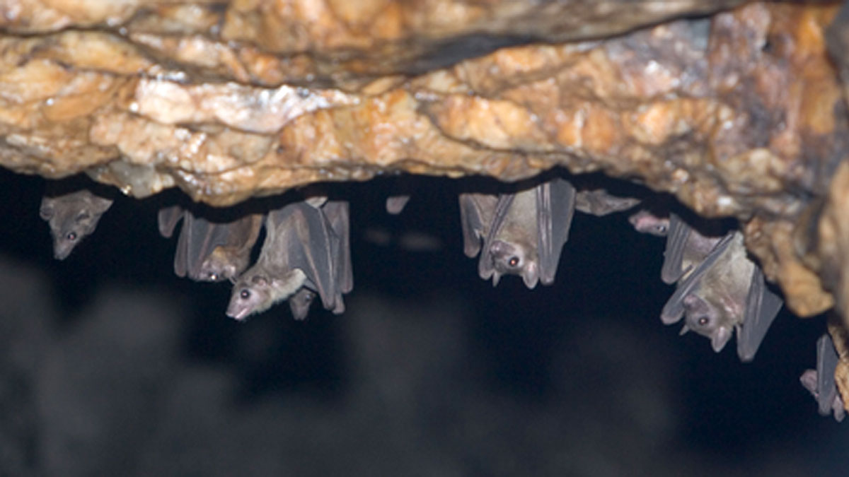 নিপা ভাইরাস নিয়ে সতর্ক অস্ট্রেলিয়া, এশিয়ায় সংক্রমণ পরিস্থিতি ঘিরে সরকারের কড়া নজরদারি